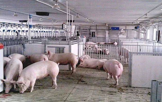 非洲豬瘟為何先感染母豬和育肥豬，再感染保育豬？