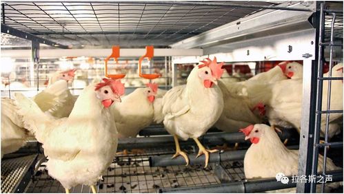 全球多地畜禽養殖業調整，糧食安全與產業鏈轉型挑戰并存