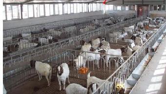 山東泰安 規(guī)模化養(yǎng)殖賦能，山羊產(chǎn)業(yè)煥發(fā)新活力